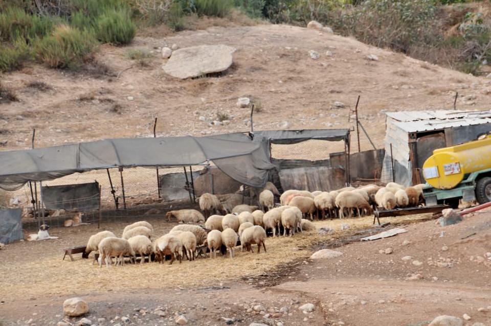 Bedouin sheep herd, Ramallah Palestine