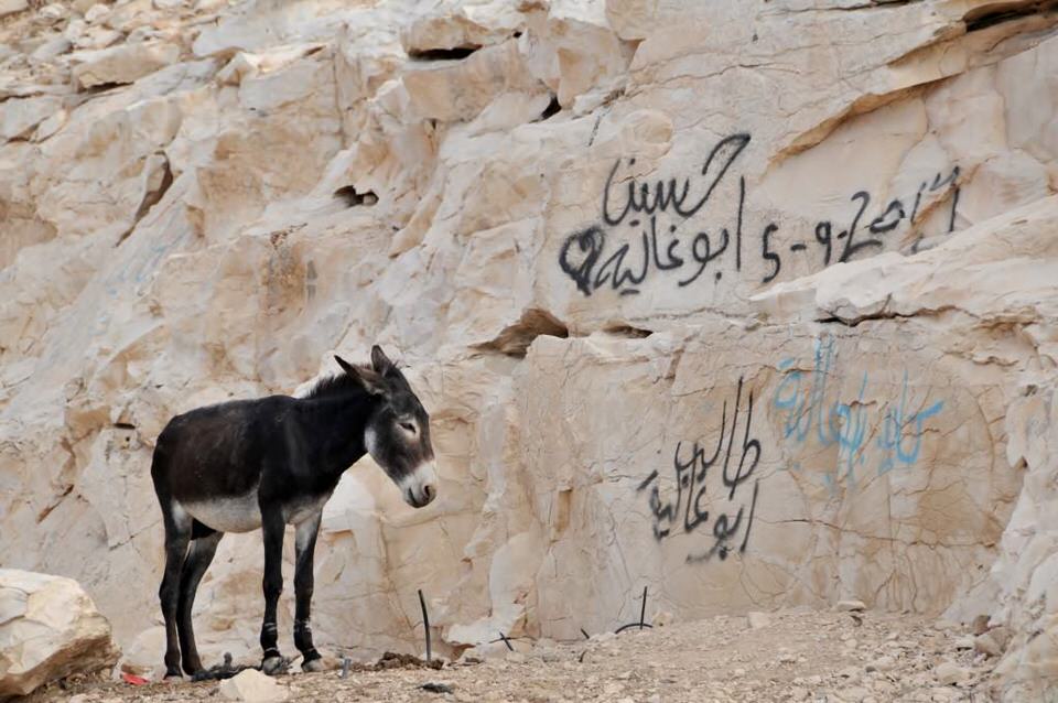 A donkey waiting patiently for its owner, Ramallah Palestine