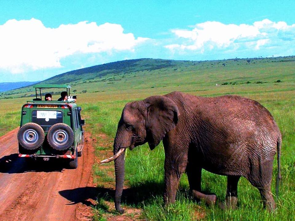 Elephant - Top 4 Tour Groups for Solo Women Travelers