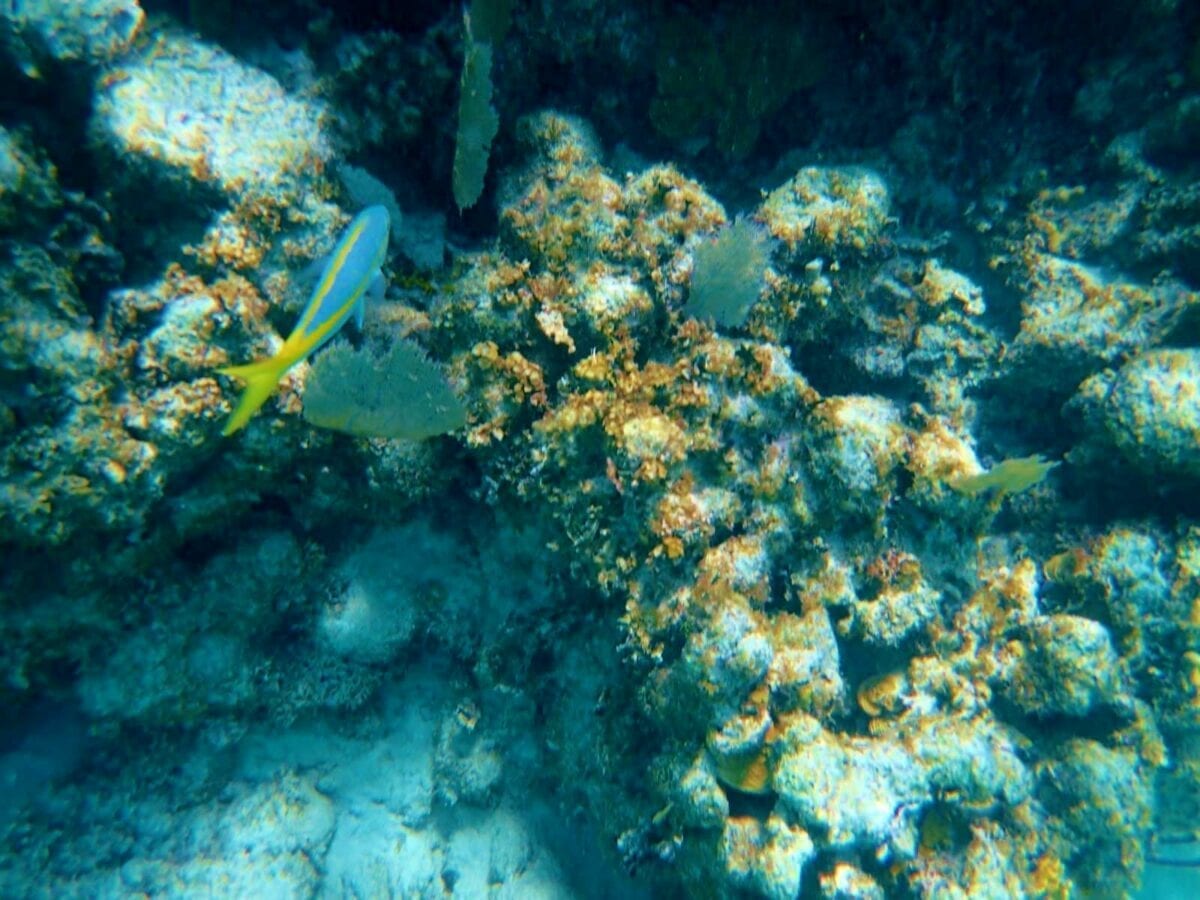 Belize Barrier Coral Reef and Snorkel