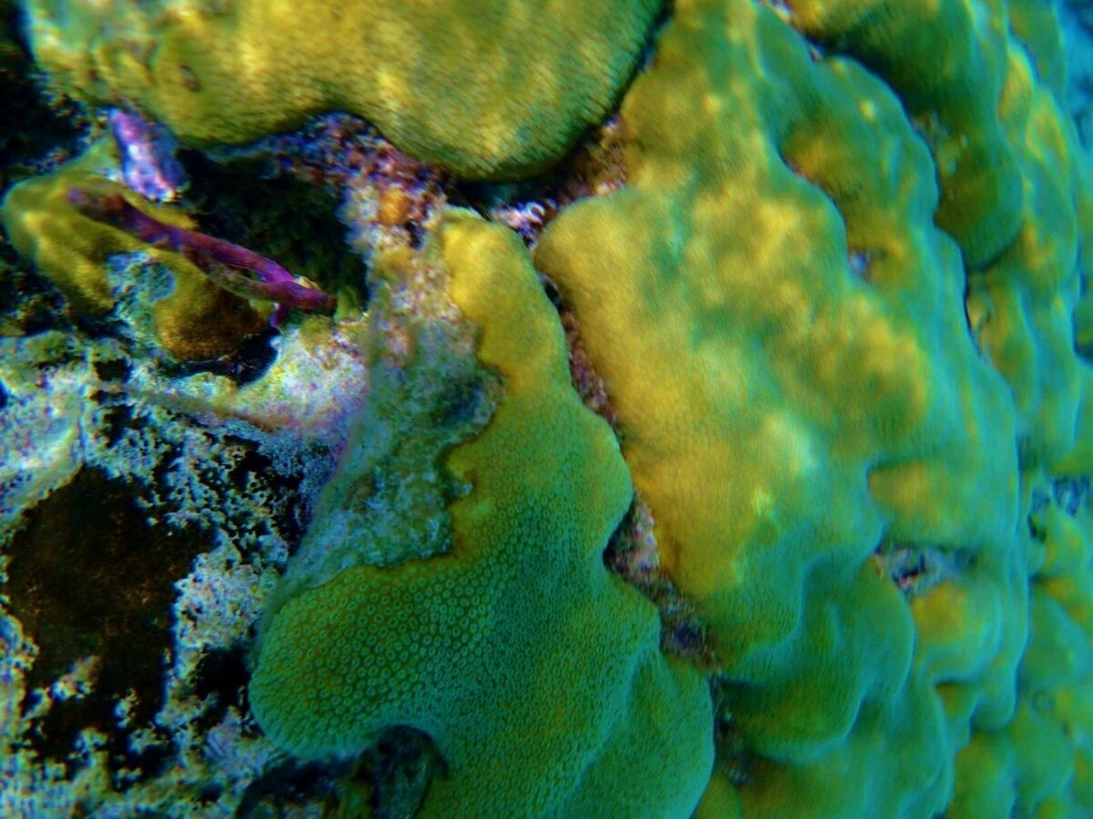 Belize Barrier Coral Reef and Snorkel