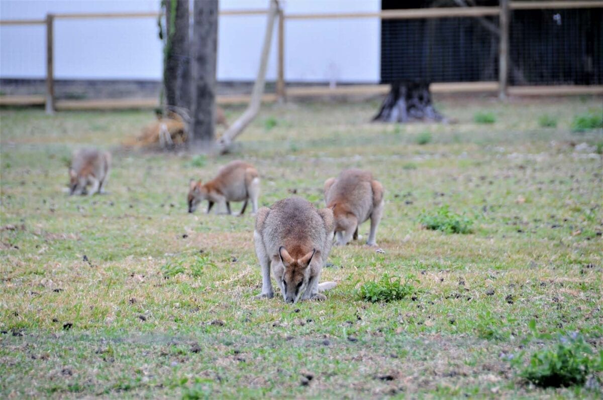 herd of wallabies