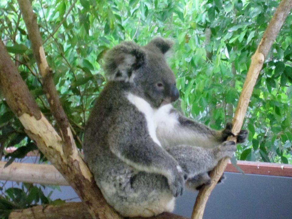 Dangerous Australian Animals on Australian Holiday