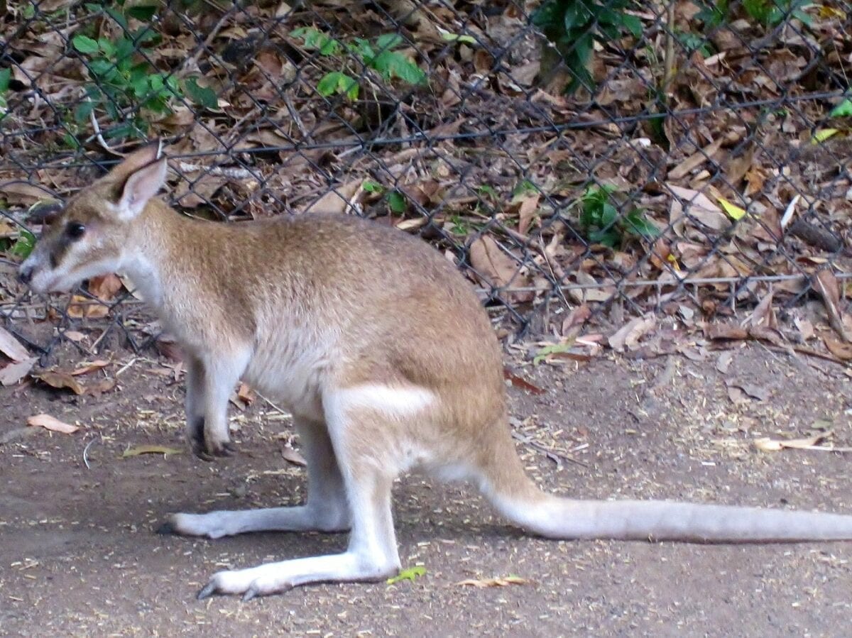dangerous-australian-animals-creatures