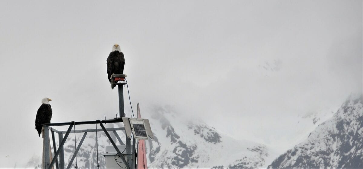 Amazing Wild Alaskan Animals