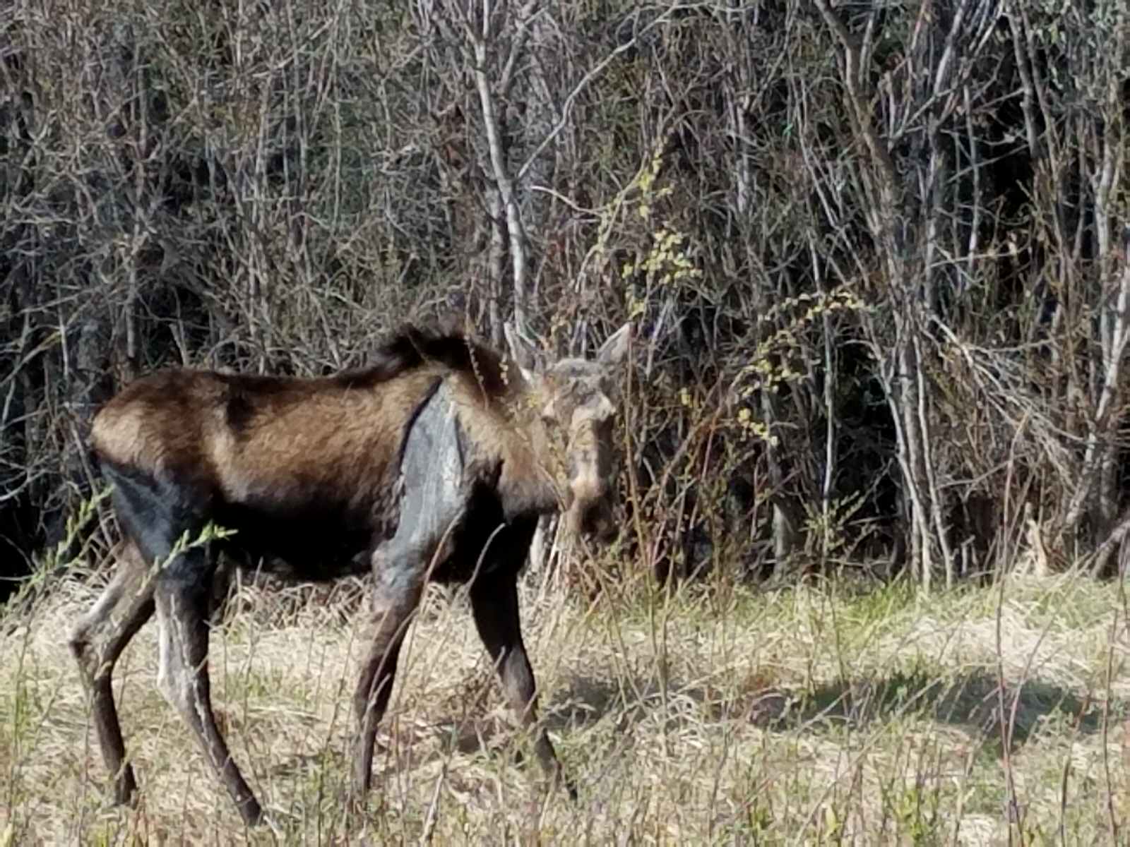 Amazing Wild Alaskan Animals