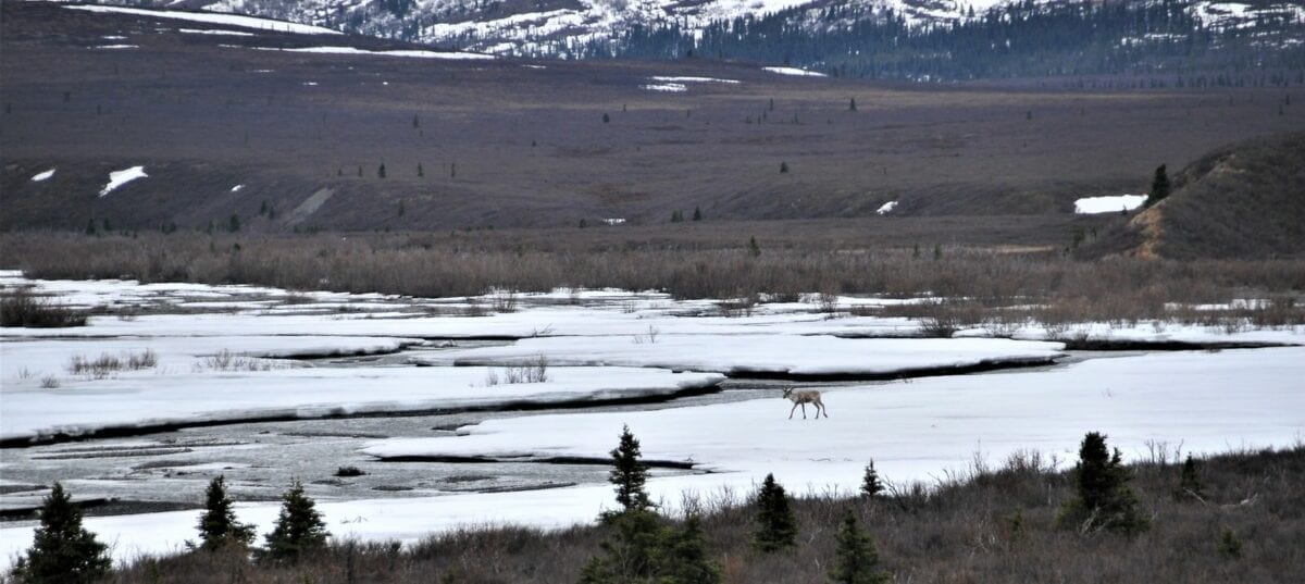 Amazing Wild Alaskan Animals