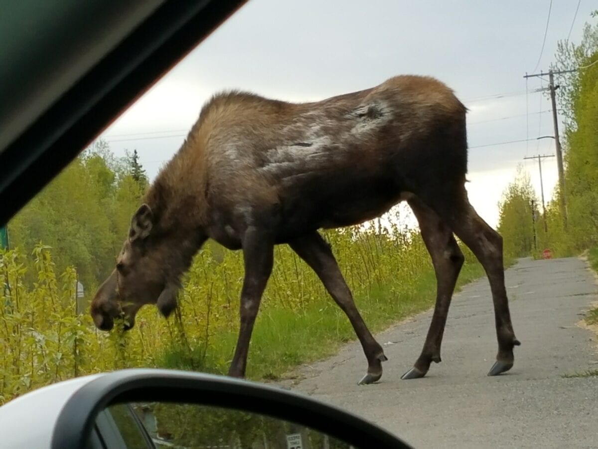 Amazing Wild Alaskan Animals