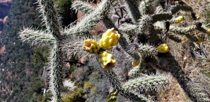 sedona cactus flowers
