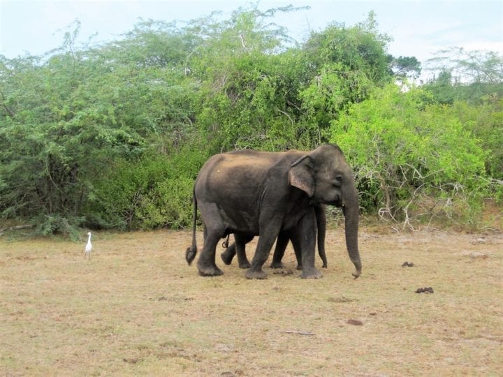 Elephants enjoying the day in Sri Lanka.