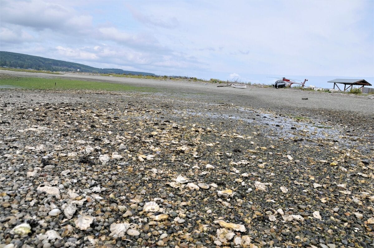 The Perfect Day Trip: Clamming in Hood Canal, WA by Helicopter