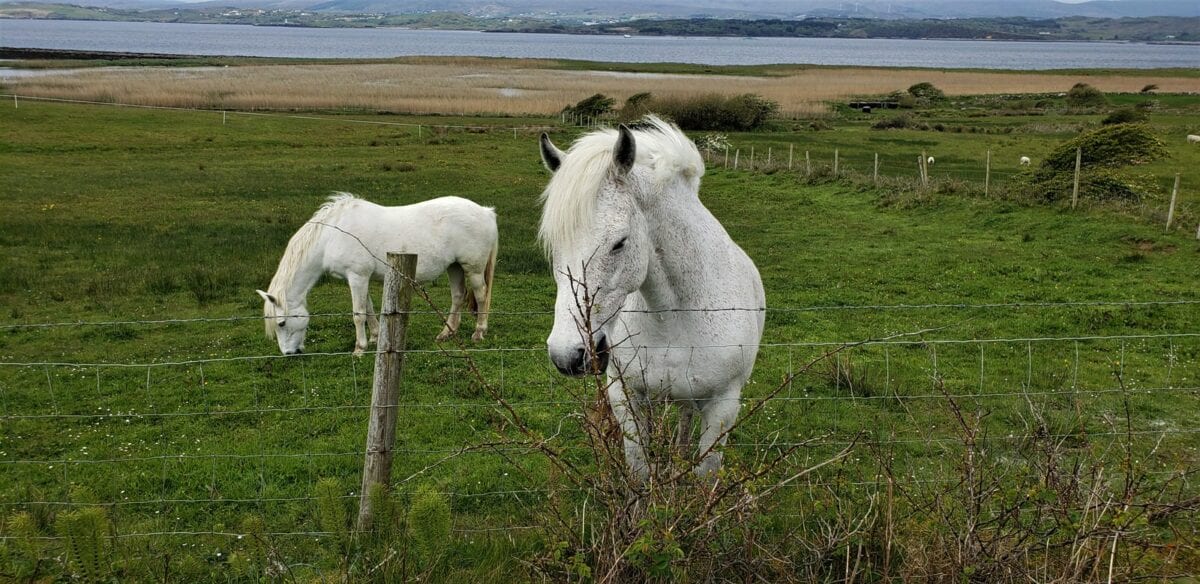 homeland, donegal, ireland